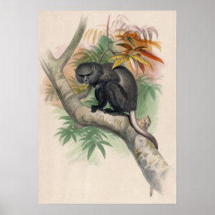 De Pluto Monkey van Joseph Wolf Poster