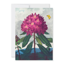 De Pontic Rhododendron, Antiek afdruk