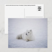 De poolvos in het winterwonderland briefkaart (Voorkant / Achterkant)