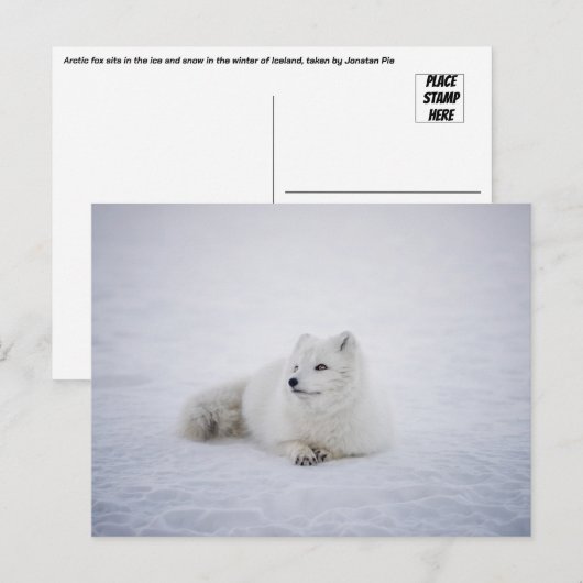 De Poolvos in Winter Wonderland Briefkaart (Voorkant / Achterkant)