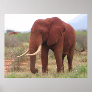De Posters van de olifant