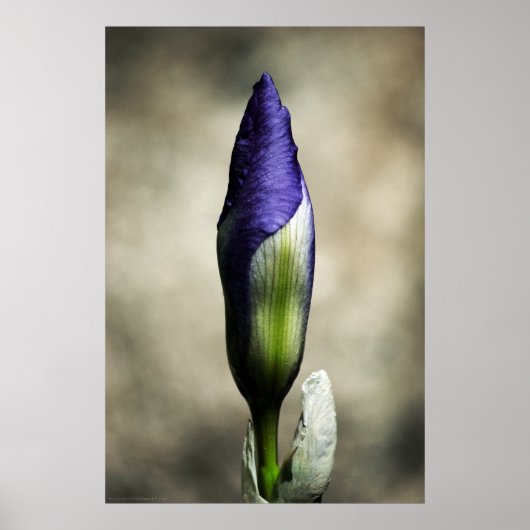 De prachtige afdruk van de artistieke poster (Voorkant)