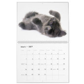 De prachtige Maine Coon Calender Kalender (Mar 2027)