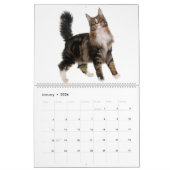De prachtige Maine Coon Calender Kalender (Jan 2026)