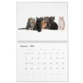 De prachtige Maine Coon Calender Kalender (Feb 2026)