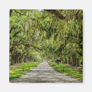 De prachtige plek van de eiken magneet