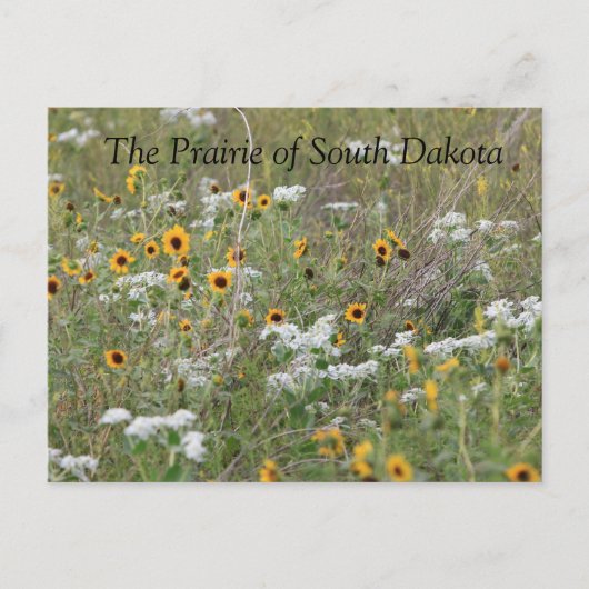 De prairie van het South Dakota Briefkaart (Voorkant)