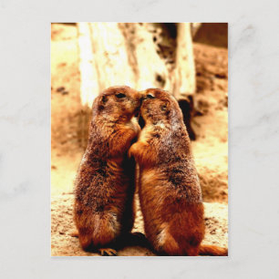 De Prairiehond van de liefde en het Kussen Briefkaart