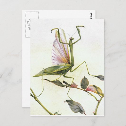 DE PRAYSEMMANTIS BRIEFKAART (Voorkant / Achterkant)