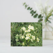 De primroses briefkaart (Staand voorkant)
