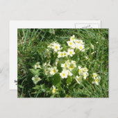 De primroses briefkaart (Voorkant / Achterkant)