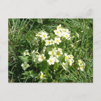 De primroses briefkaart