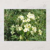 De primroses briefkaart (Voorkant)