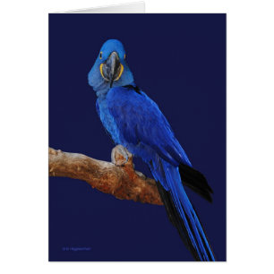 De Prins van Parrots