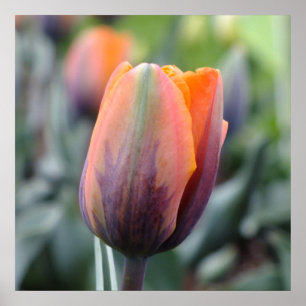 De prinses Irene Tulip Poster