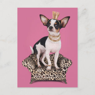 De Prinses van Chihuahua Briefkaart
