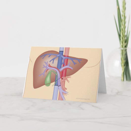 De Procedure van de Transplantatie van de lever Kaart (Voorkant)