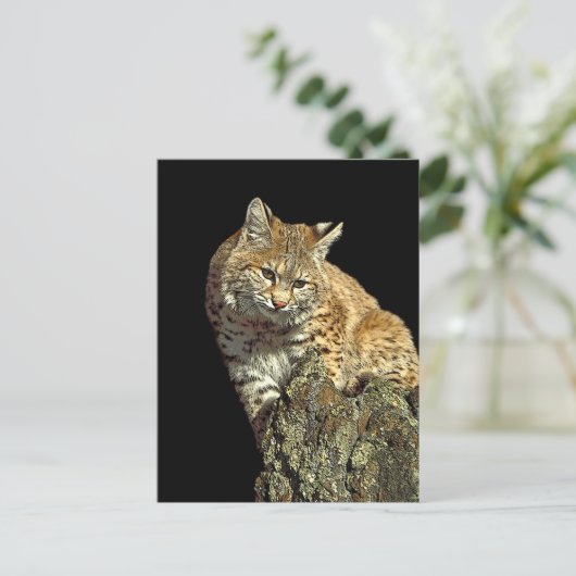 De Producten van Bobcat van Junglewalk.com Briefkaart (Staand voorkant)