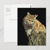 De Producten van Bobcat van Junglewalk.com Briefkaart (Voorkant / Achterkant)