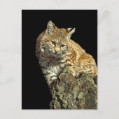 De Producten van Bobcat van Junglewalk.com Briefkaart (Voorkant)