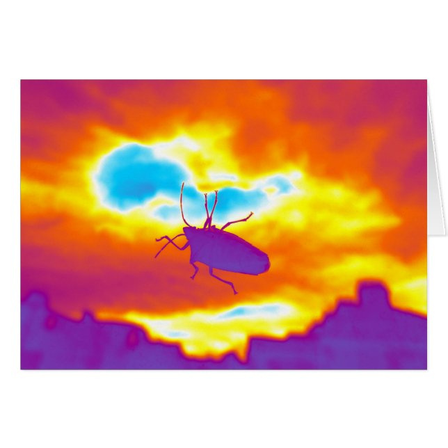 De Psychedelic Bug (Voorkant Horizontaal)