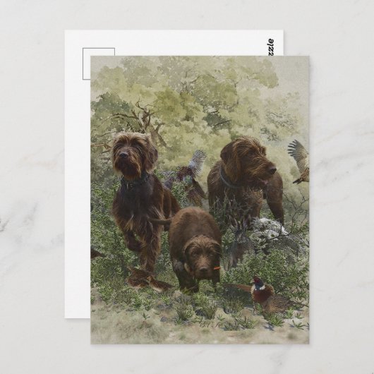 De Pudelpointer Briefkaart (Voorkant / Achterkant)