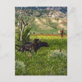 De Pudelpointer Briefkaart