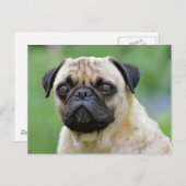 De Pug Dog Briefkaart (Voorkant / Achterkant)