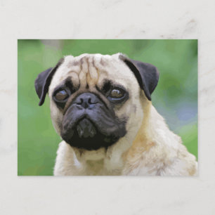 De Pug Dog Briefkaart