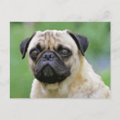 De Pug Dog Briefkaart (Voorkant)