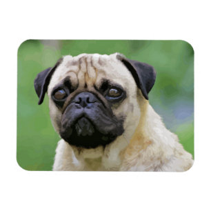 De Pug Dog Magneet