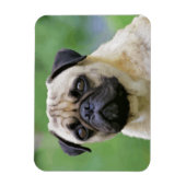 De Pug Dog Magneet (Verticaal)