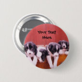 De Puppies van de Collie van de grens in de Button (Voorkant /achterkant)