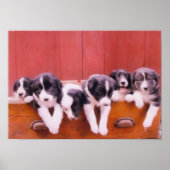 De Puppies van de Collie van de grens in het schil Poster (Voorkant)