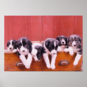 De Puppies van de Collie van de grens in het schil Poster