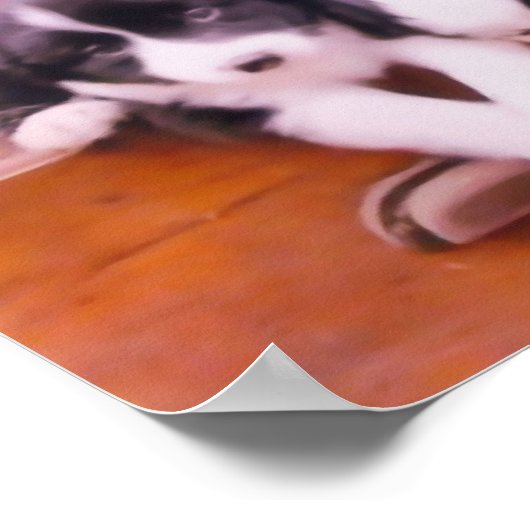 De Puppies van de Collie van de grens in het schil Poster (Hoek)