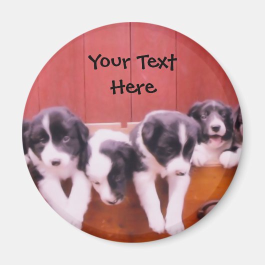 De Puppies van de Collie van de grens in Trekmagne Magneet (Voorkant)