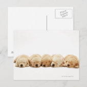 De puppies van de Gouden Herriever Briefkaart (Voorkant / Achterkant)