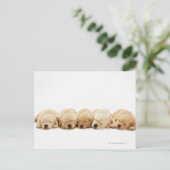 De puppies van de Gouden Herriever Briefkaart (Staand voorkant)