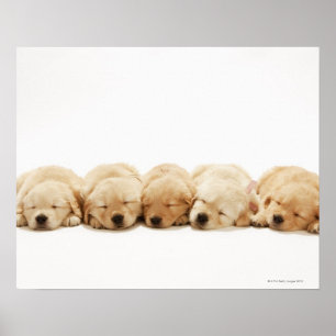 De puppies van de Gouden Herriever Poster