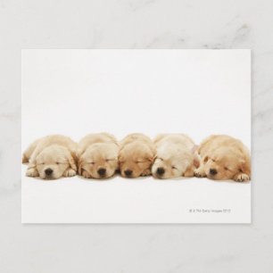 De puppies van de gouden rekruter briefkaart