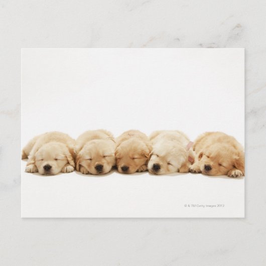 De puppies van de gouden rekruter briefkaart (Voorkant)