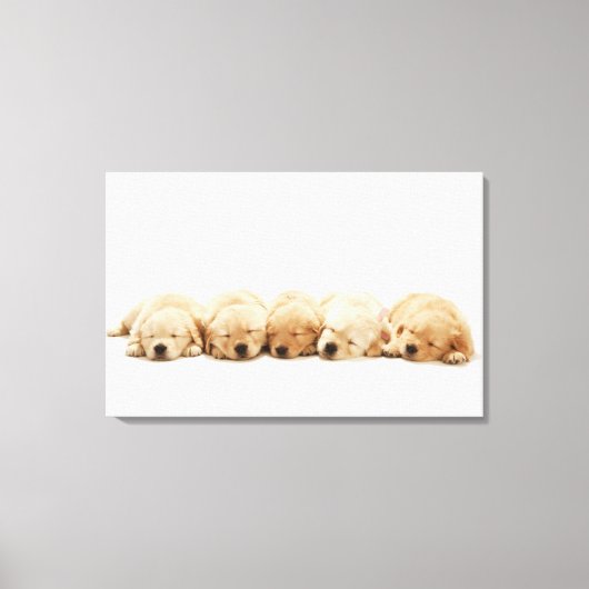 De puppies van de gouden rekruter canvas afdruk (Voorkant)