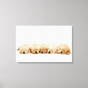 De puppies van de gouden rekruter canvas afdruk