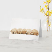 De puppies van de gouden rekruter kaart (Gele Bloem)