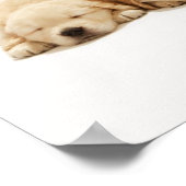 De puppies van de gouden rekruter poster (Hoek)