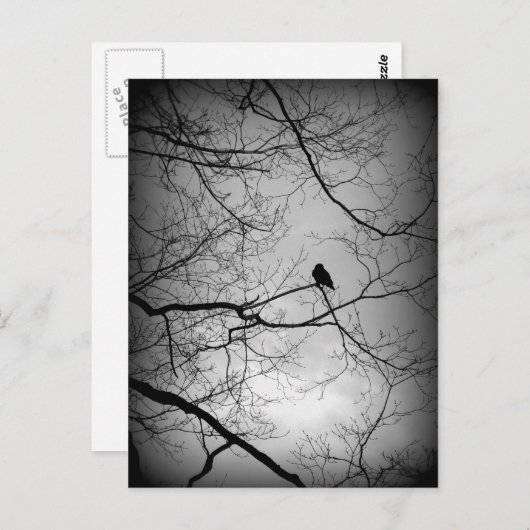 De raaf briefkaart (Voorkant / Achterkant)