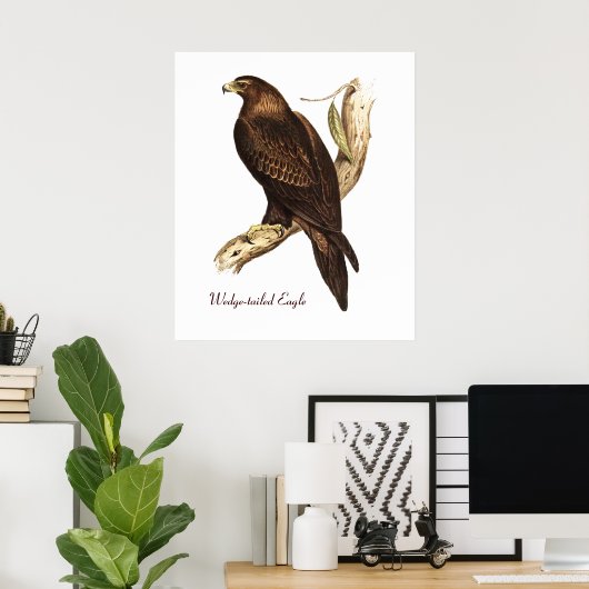 De rand van de adelaar. Een schitterende vogel van Poster (Thuiskantoor)