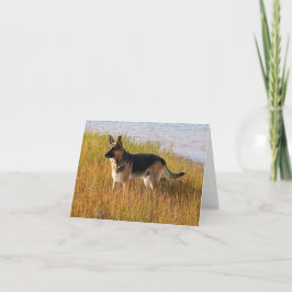De rasechte Foto van de Duitse herder op de Kaart