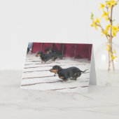 De Rassen van de Honden van het worstje Kaart (Gele Bloem)